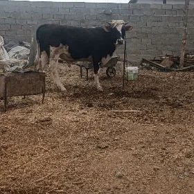 öküz