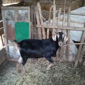 Geçi bakylan