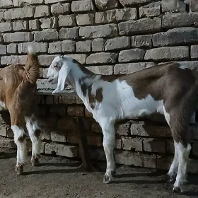 арасса айратын горнуш