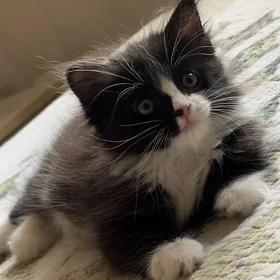 котенок