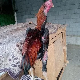 horoz