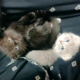 Шотландские котята