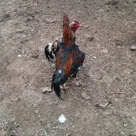 taşkent jüje