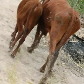 Tanaly sygyr