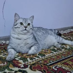 SHATLAN DIK GULAK