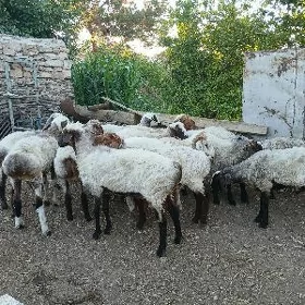 işşek