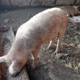 donuz