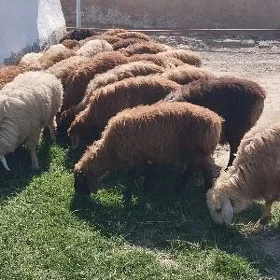 Berre toklular gisar