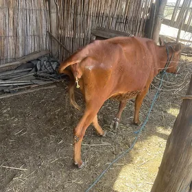 Bogaz mallar