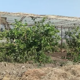 limon nahal