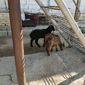 Cewiş Tokly