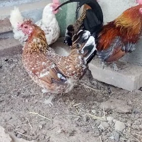 Karlık yaş horaz,makiler.