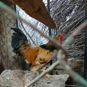 horaz