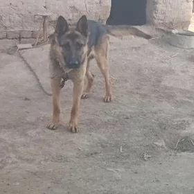 Muhtar