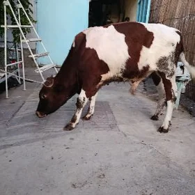 Ökuz