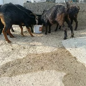 Çewişli geçi
