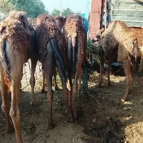 owsuk