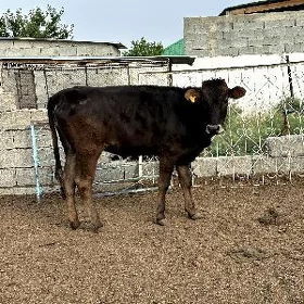 ARASSA ŞWED TÙWE