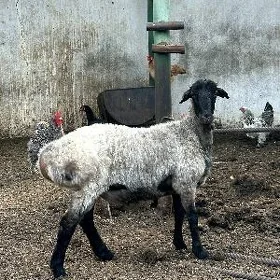 GOÇ