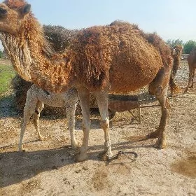 Köşekli Düÿe