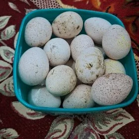 induk yumurtga