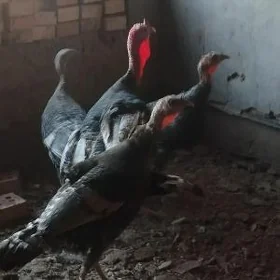 induk kurk bolan