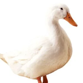 ördek