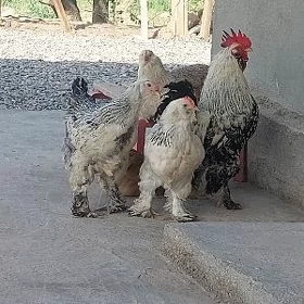 balgar towuklar
