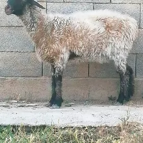 işşek