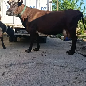 таналы сыгр