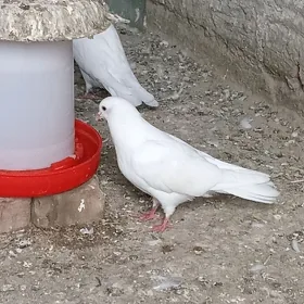 kepderi