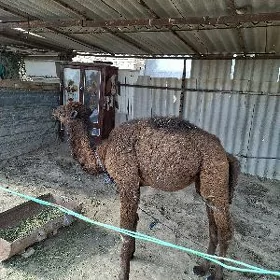 Köşek