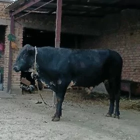 ÖKIZ