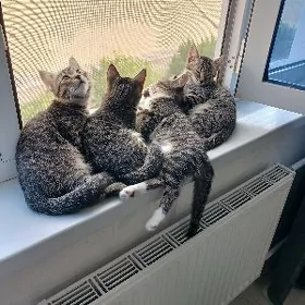 Котята