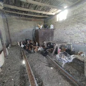 Towuklar