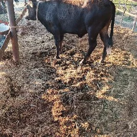 öküzce