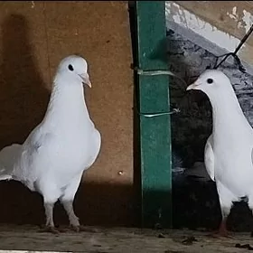 Kepderi