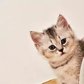 Мальчик страйт