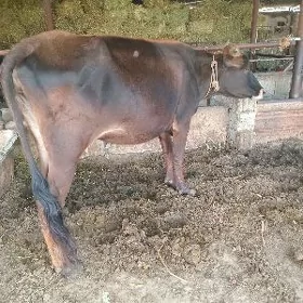 goleli sygyr