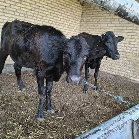 unajyn