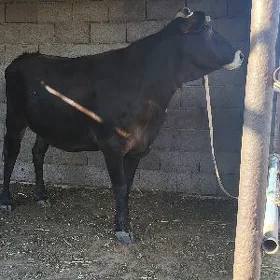 bogoz sygyr
