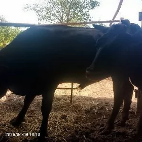 окуз