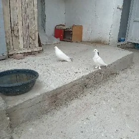 KEPDERI