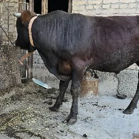 öküz