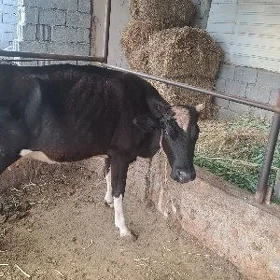 sygyr