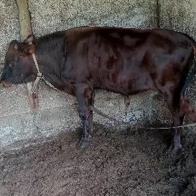 şwes öküz