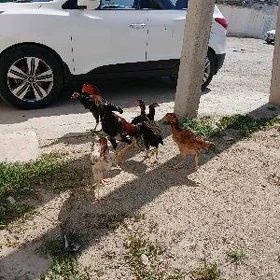 towuklar