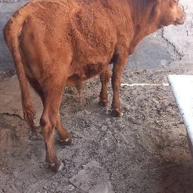 okuz