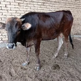gulajyn