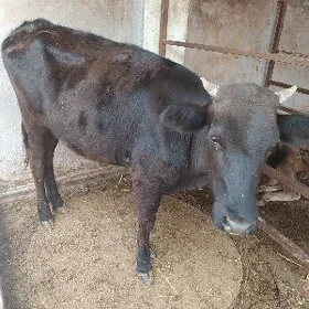 Tuwe şwet
